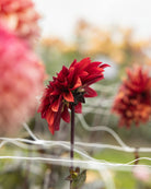 dahlia danique med mursteinsrøde blomster med en dyp, brent tone