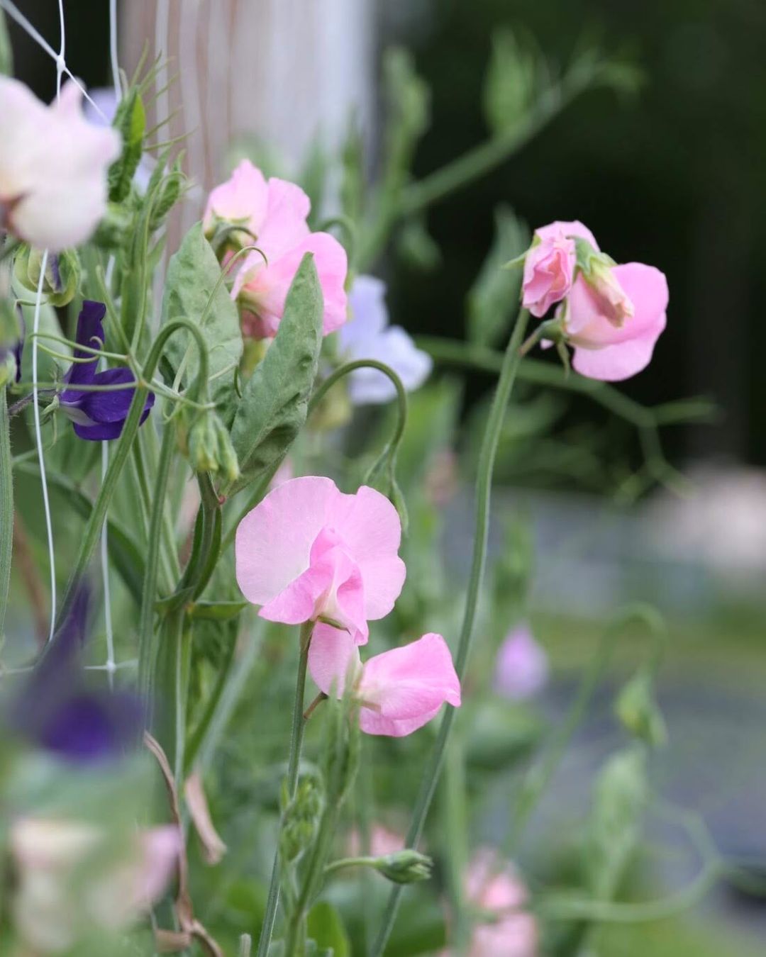 Erteblomst Prima Donna frøpakke fra Blomsterhagen