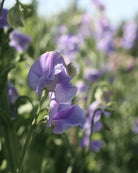 Erteblomst Royal Lavender frøpakke - ettårig klatreplante