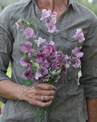 Erteblomst Suzy Z - elegante grålilla til burgunder blomster med duft