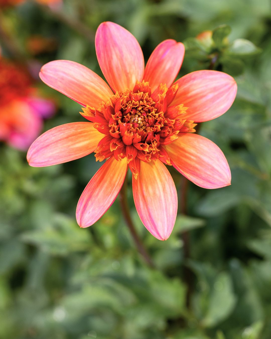 Totally Tangerine georgine - anemoneblomstrende dahlia med varme koralltoner