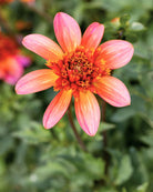 Totally Tangerine georgine - anemoneblomstrende dahlia med varme koralltoner