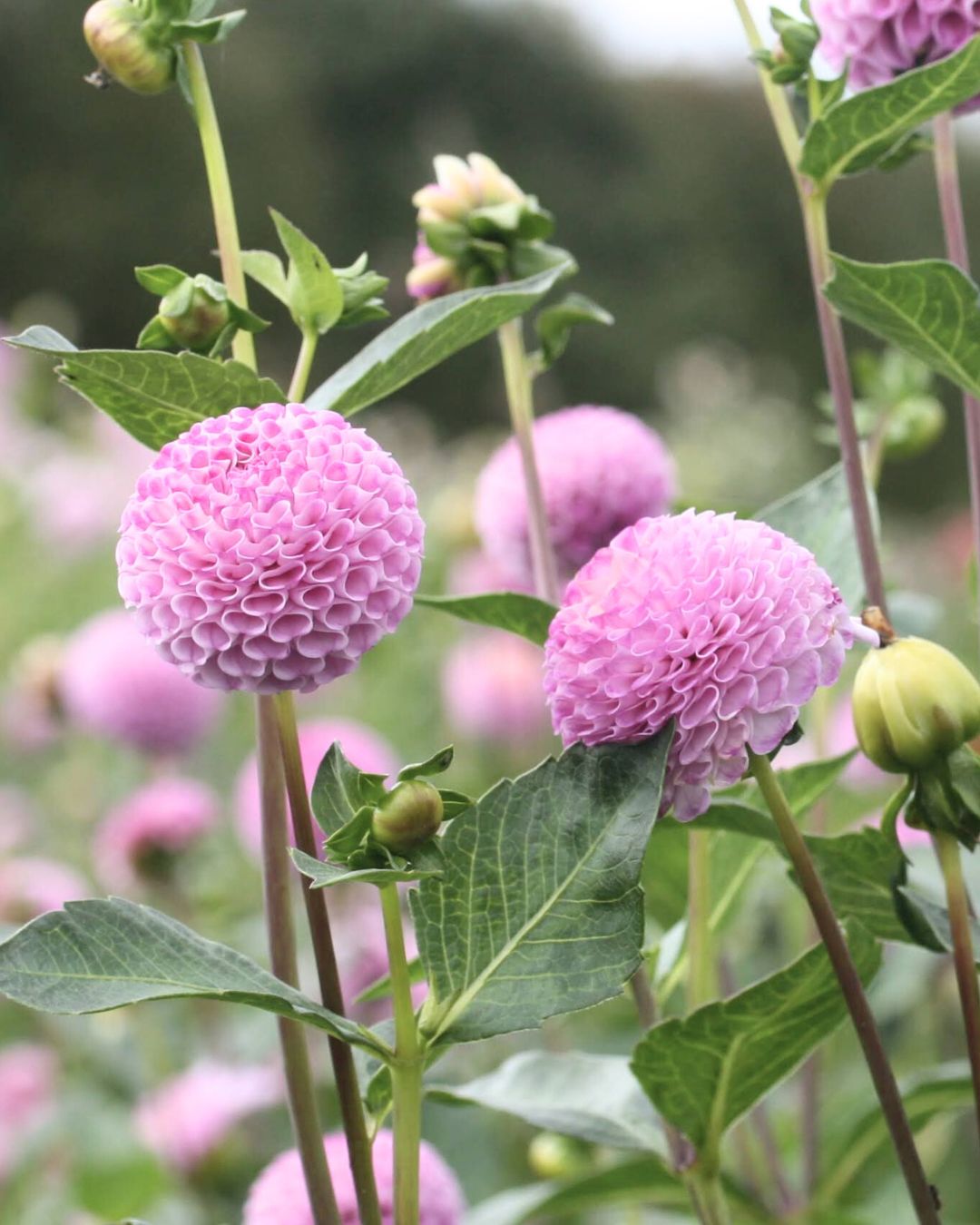 Nærbilde av Frank Holmes pompomgeorgine med vakker lavendelrosa blomst