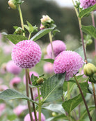Nærbilde av Frank Holmes pompomgeorgine med vakker lavendelrosa blomst