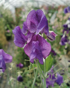 Erteblomst Top Hat i full blomstring - 180-200 cm høy
