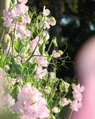 Erteblomst Winter Sunshine Opal med store fersken og aprikos blomster