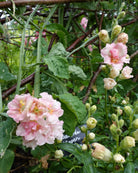 Løvemunn Doubleshot Appleblossom - nærbilde av blomster i hagen