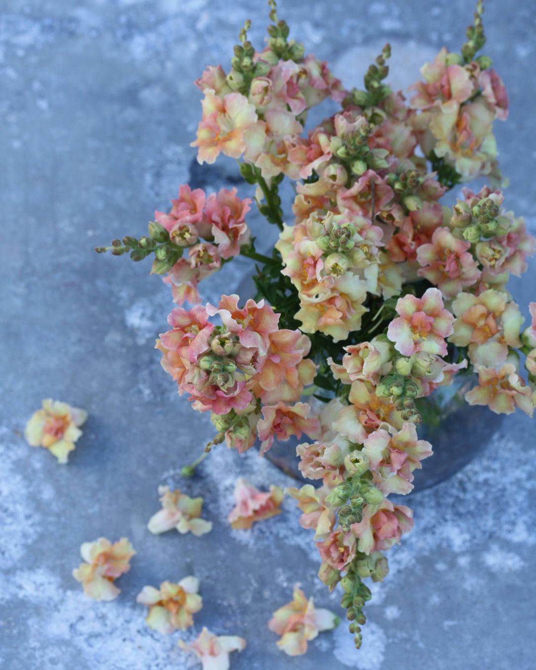 Løvemunn Doubleshot Peach - ferskenfargede doble blomster