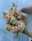 Løvemunn Doubleshot Peach - nærbilde av blomster i hagen