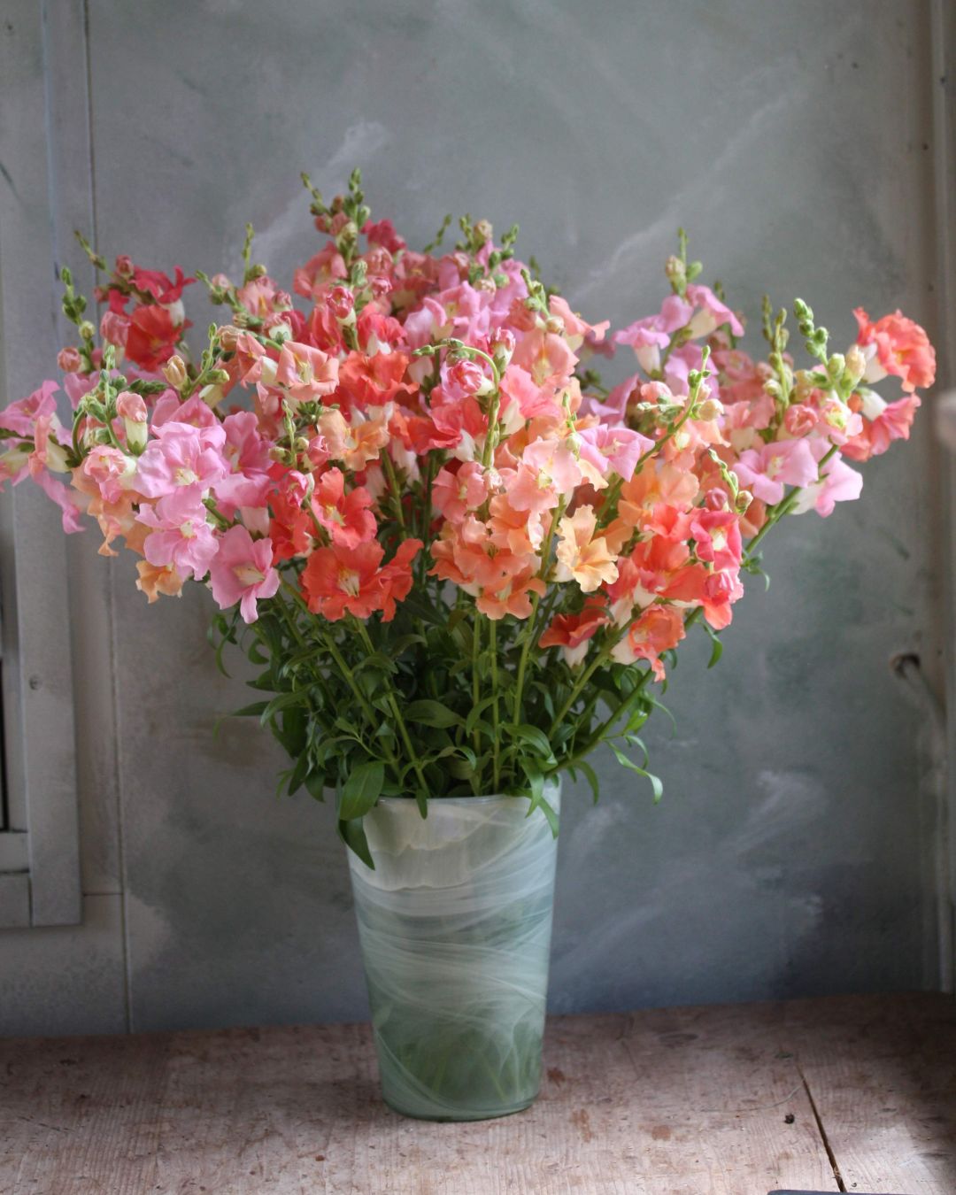 Løvemunn Chantilly Soft Mix - pastellfargede blomster i myke rosa, fersken og bronse toner"