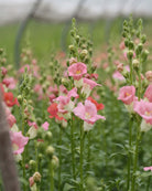 Løvemunn Chantilly Soft Mix - ettårig snittblomst med høyde 60-90 cm