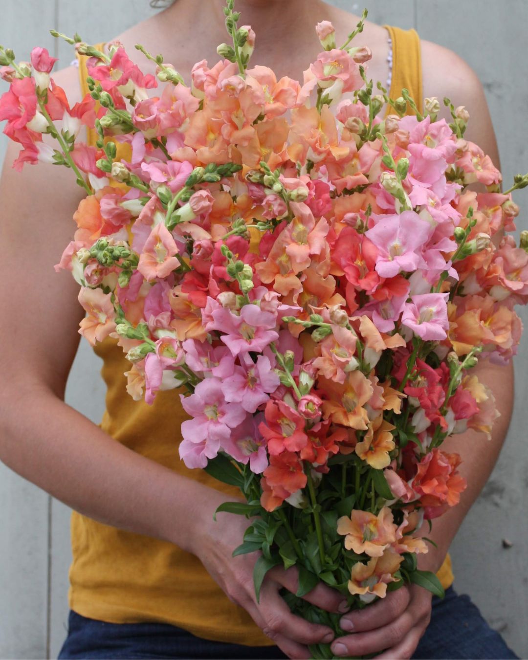 Løvemunn Chantilly Soft Mix - detalj av blomsterstengel med myke pastellfargede blomster