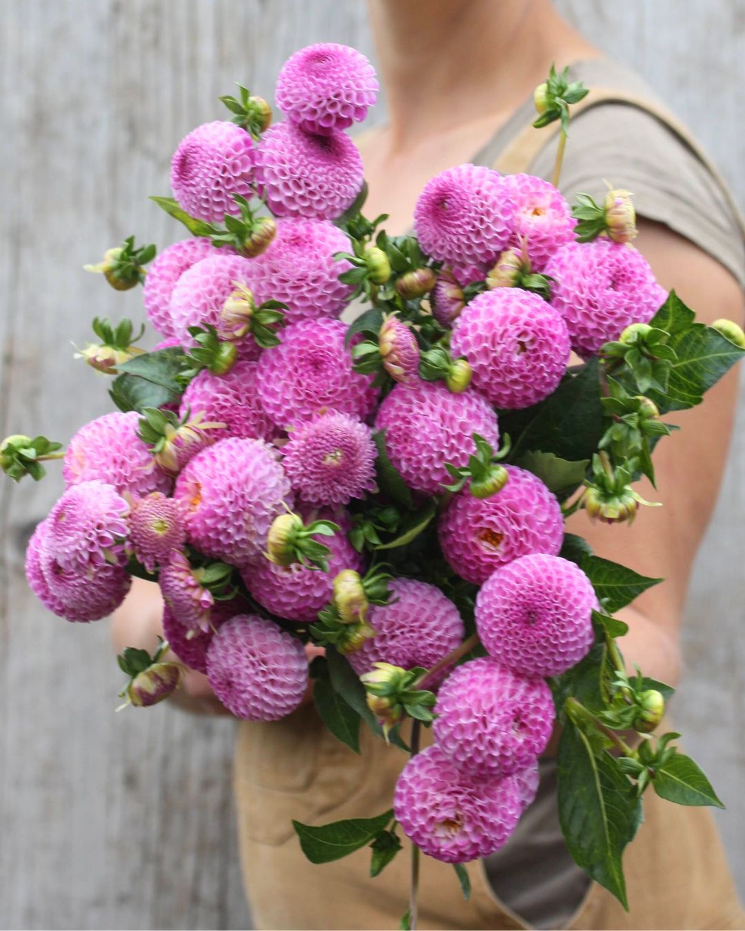 Georgine Frank Holmes med lavendelrosa pompomblomst