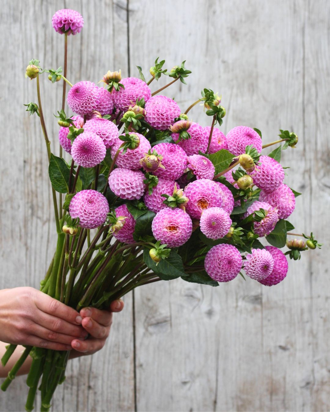 Georgine Frank Holmes pompomgeorgine med lavendelrosa farge