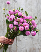 Georgine Frank Holmes pompomgeorgine med lavendelrosa farge