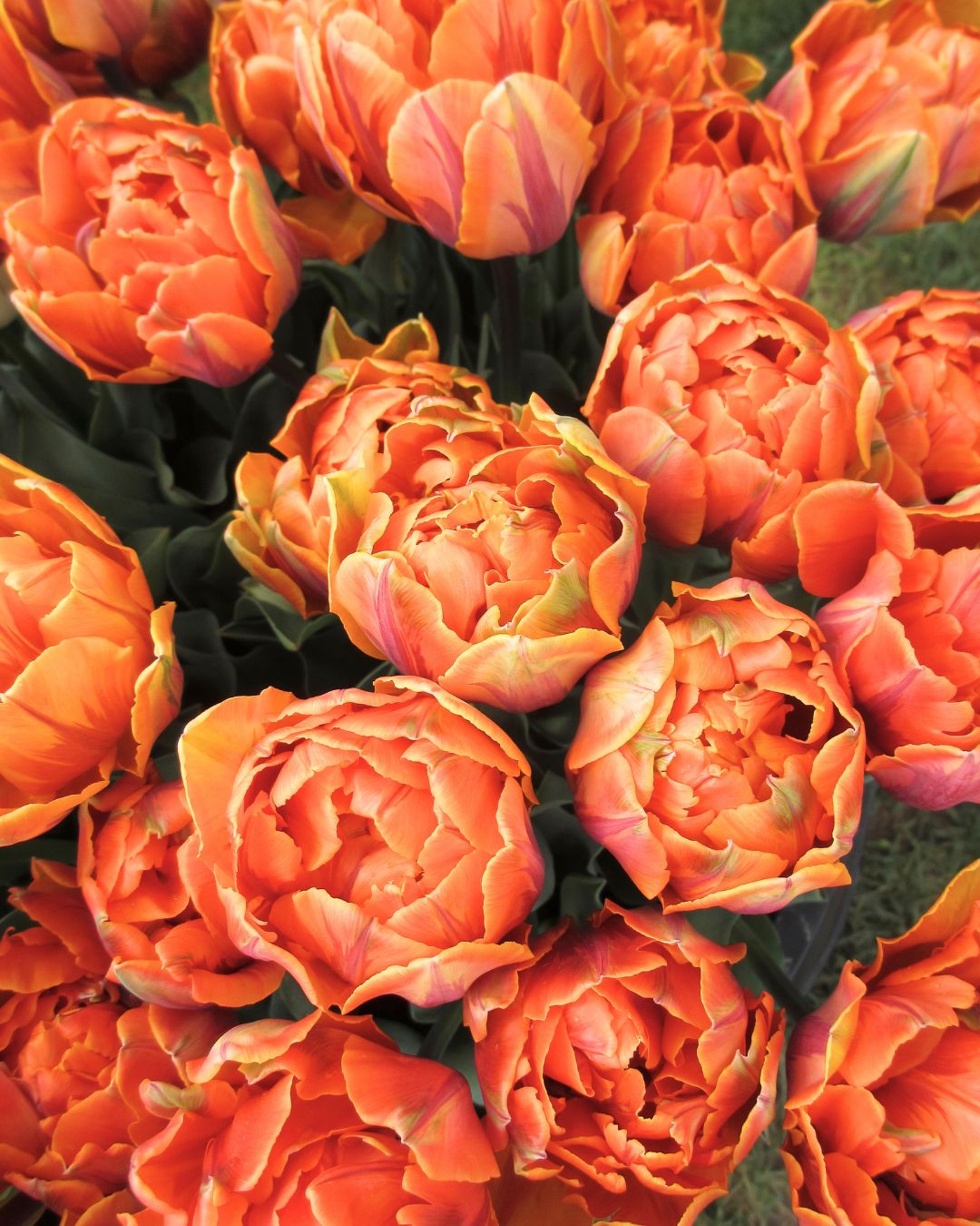 Tulipan Valdivia – halvåpen fylt tulipan med varme oransje og gylne kronblad