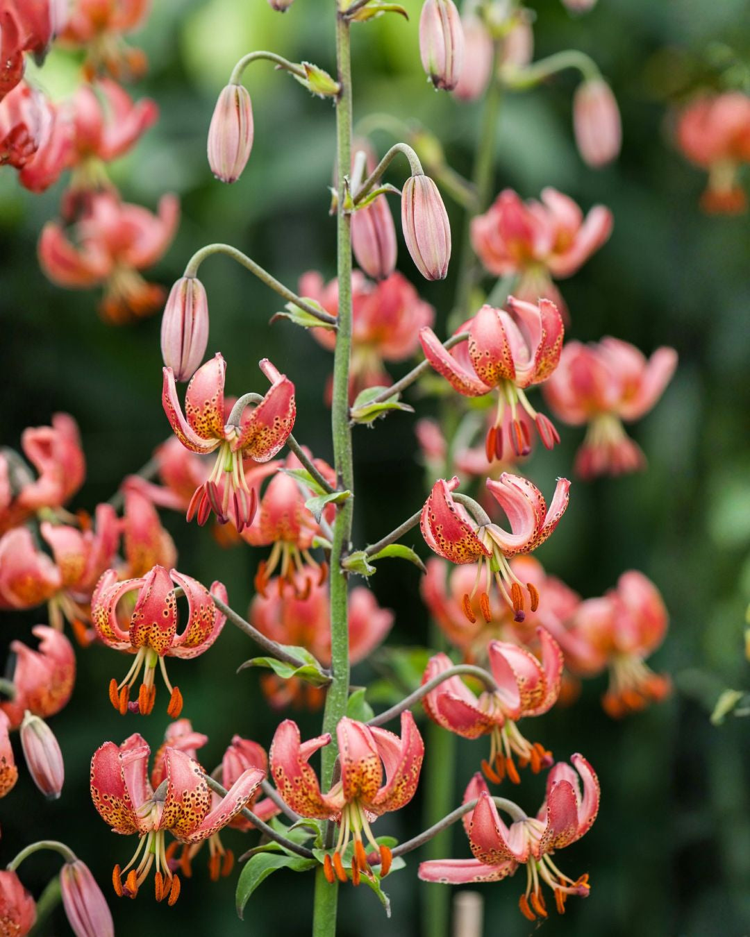 Martagonlilje Manitoba Morning - turbanformede hengende blomster i rosarød med prikker