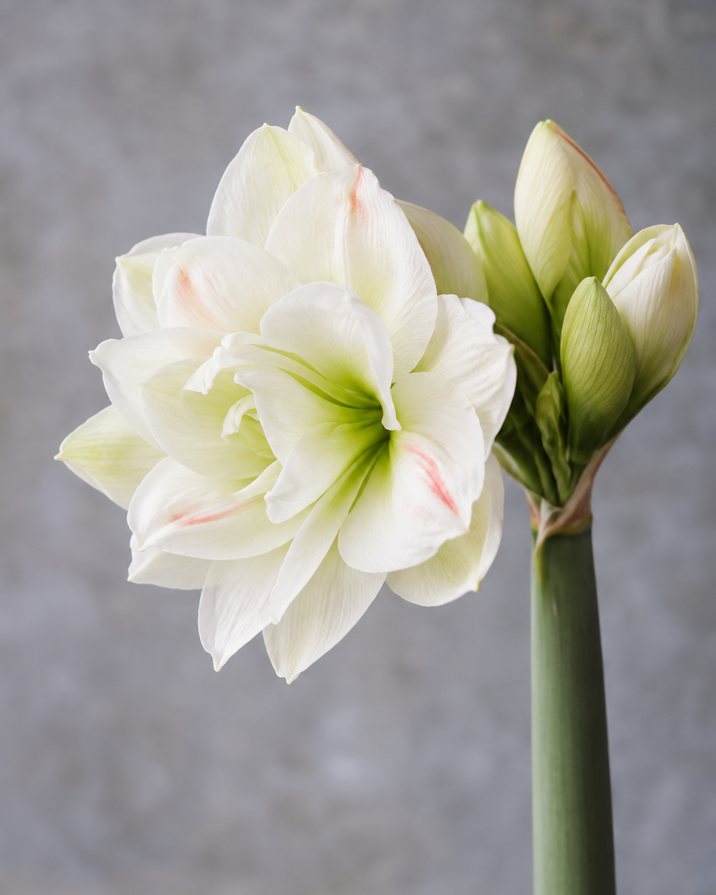 Amaryllis White Amadeus med fyldige, hvite blomster og svake rosa striper langs kronbladenes kanter.