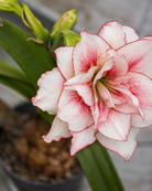 Amaryllis Elvas med fylte blomster og varierende røde tegninger, fra små fargeinnslag til tydelige penselstrøk på hvit bunn.