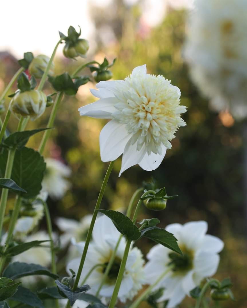 Georgine Platinum Blonde - Nærbilde av kremhvit anemonegeorgine i full blomst
