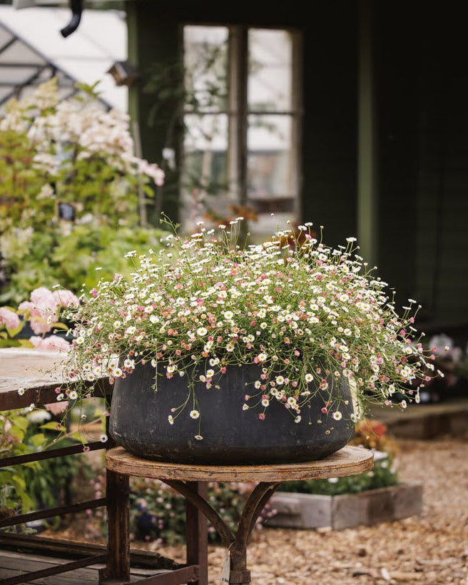 Hvite blomster med et svakt rosa skjær på Bakkestjerne Profusion.