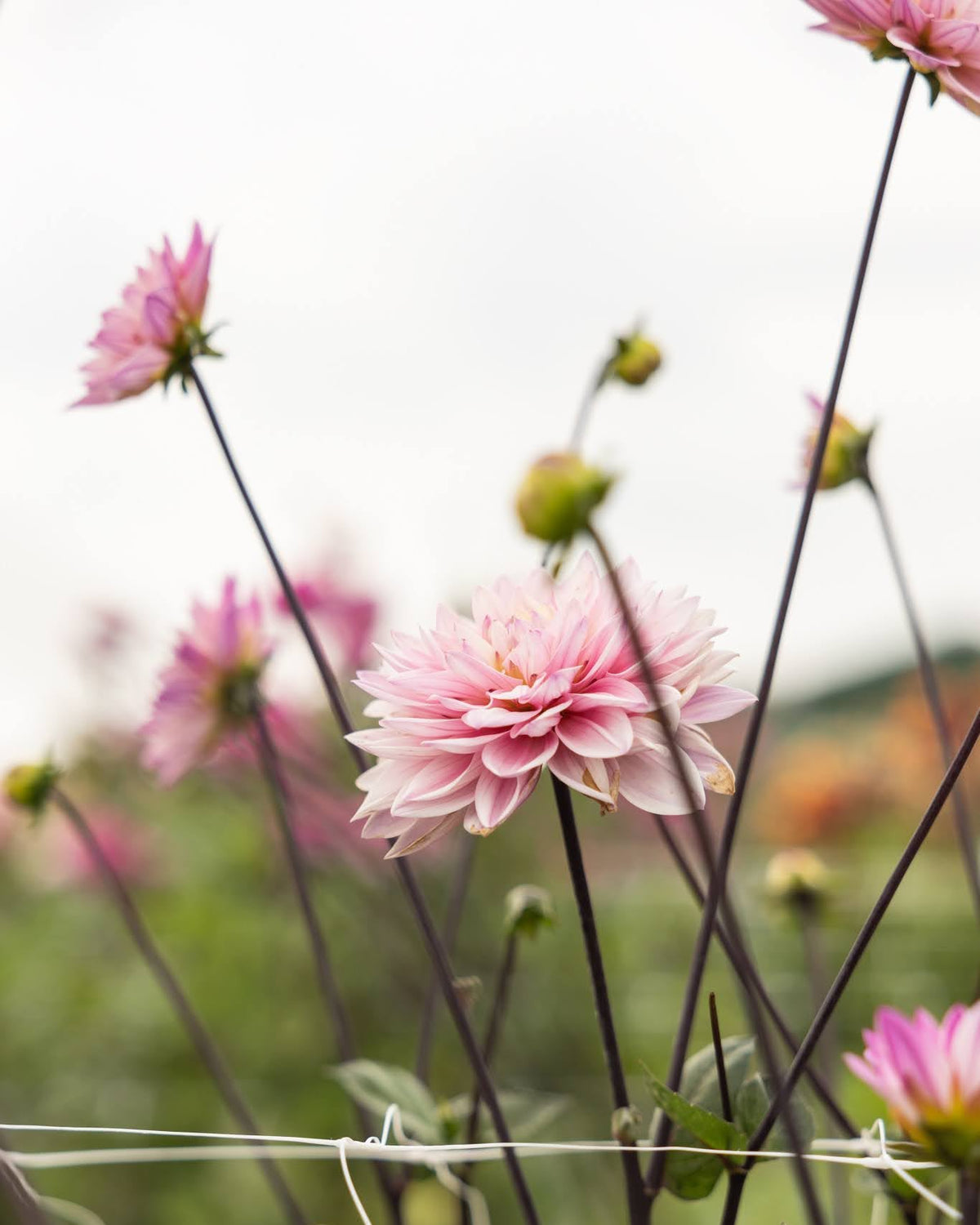 Dekorativ georgine Karma Prospero - kjølig rosa blomster ideell som snittblomst
