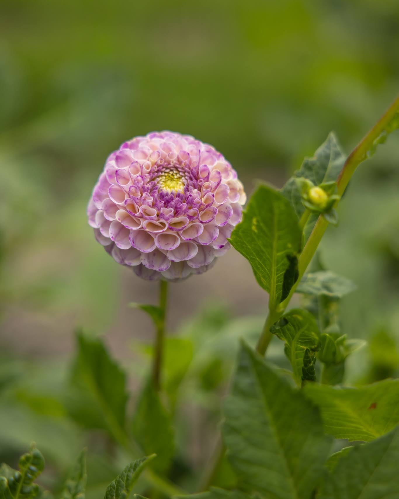 Hapet Compo georgine - pompom dahlia i varme pasteller med stor fargevariasjon