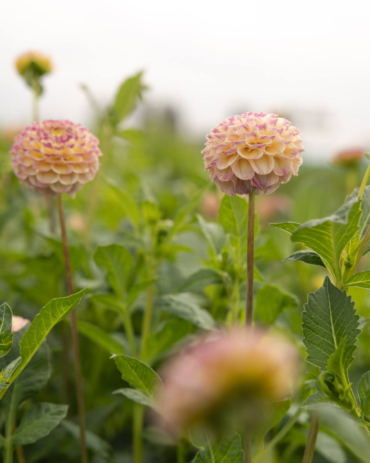 Dahlia Hapet Compo - pompomgeorgine i varme pasteller, perfekt som snittblomst