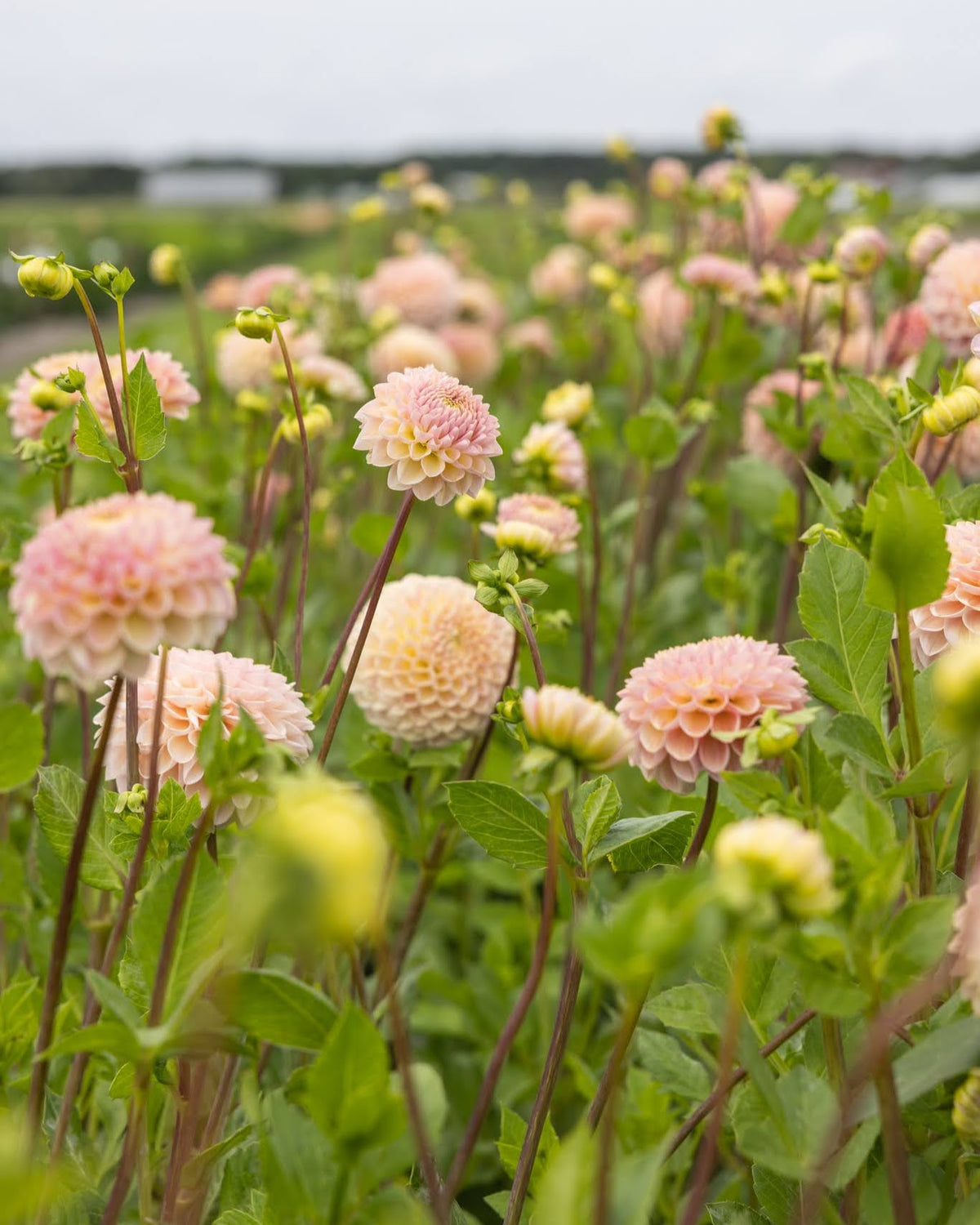 Georgine Hapet Pastel - middelstore blomster i myke nyanser av krem og fersken
