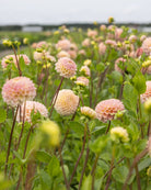 Georgine Hapet Pastel - middelstore blomster i myke nyanser av krem og fersken