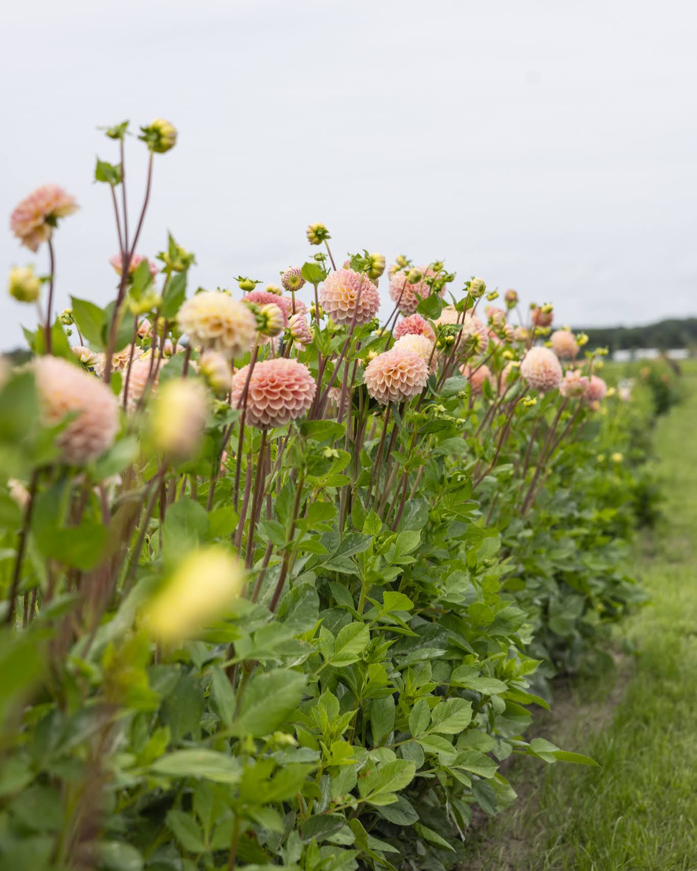 Dahlia Hapet Pastel - dekorativ georgine i sarte nyanser av rosa, fersken og krem