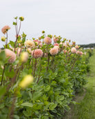 Dahlia Hapet Pastel - dekorativ georgine i sarte nyanser av rosa, fersken og krem