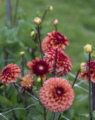 High Fidelity georgine - ball dahlia i deilige høstfarger med gyldne og brente toner