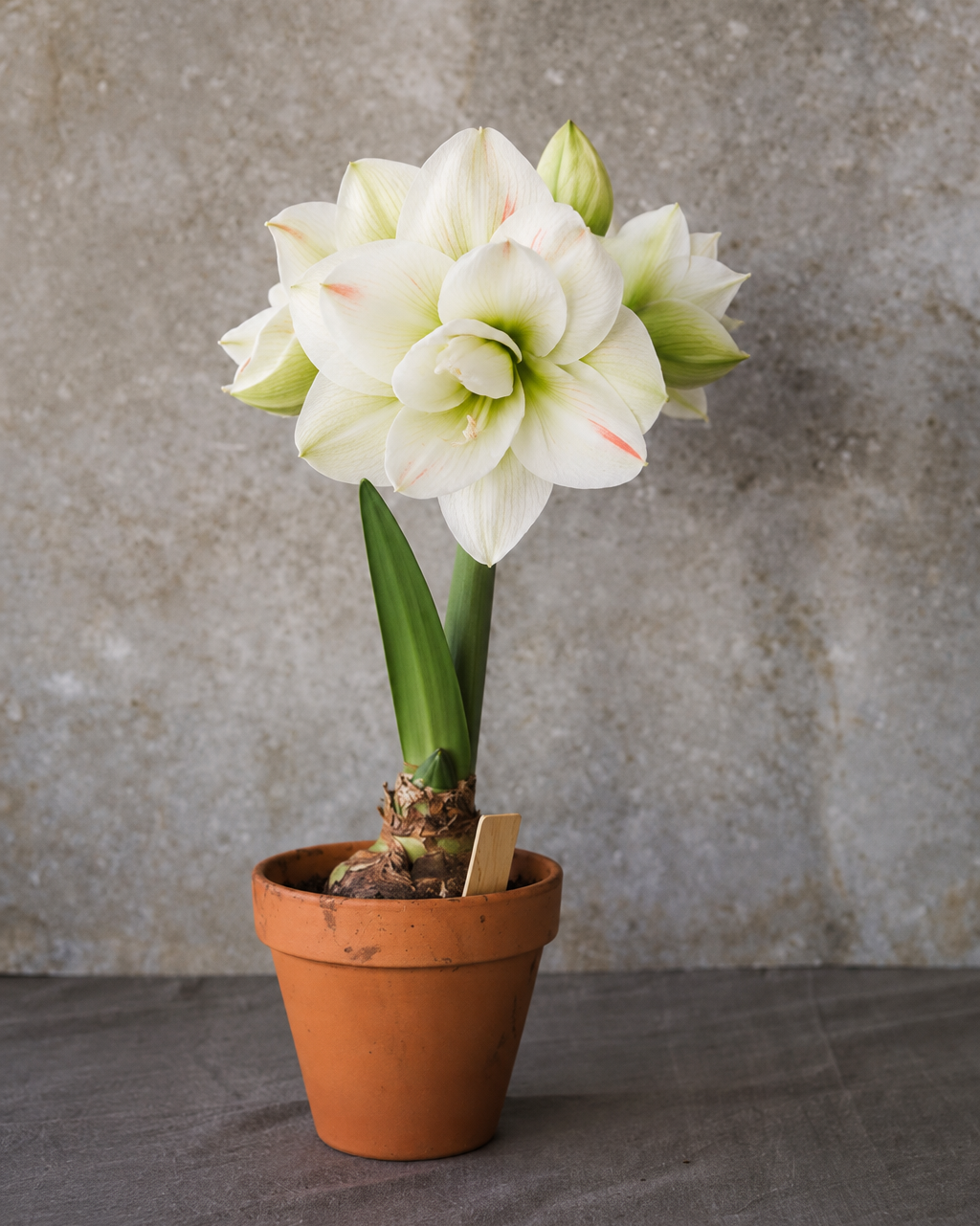 Amaryllis White Amadeus med store, doble hvite blomster, avrundede kronblader og et limegrønt senter.