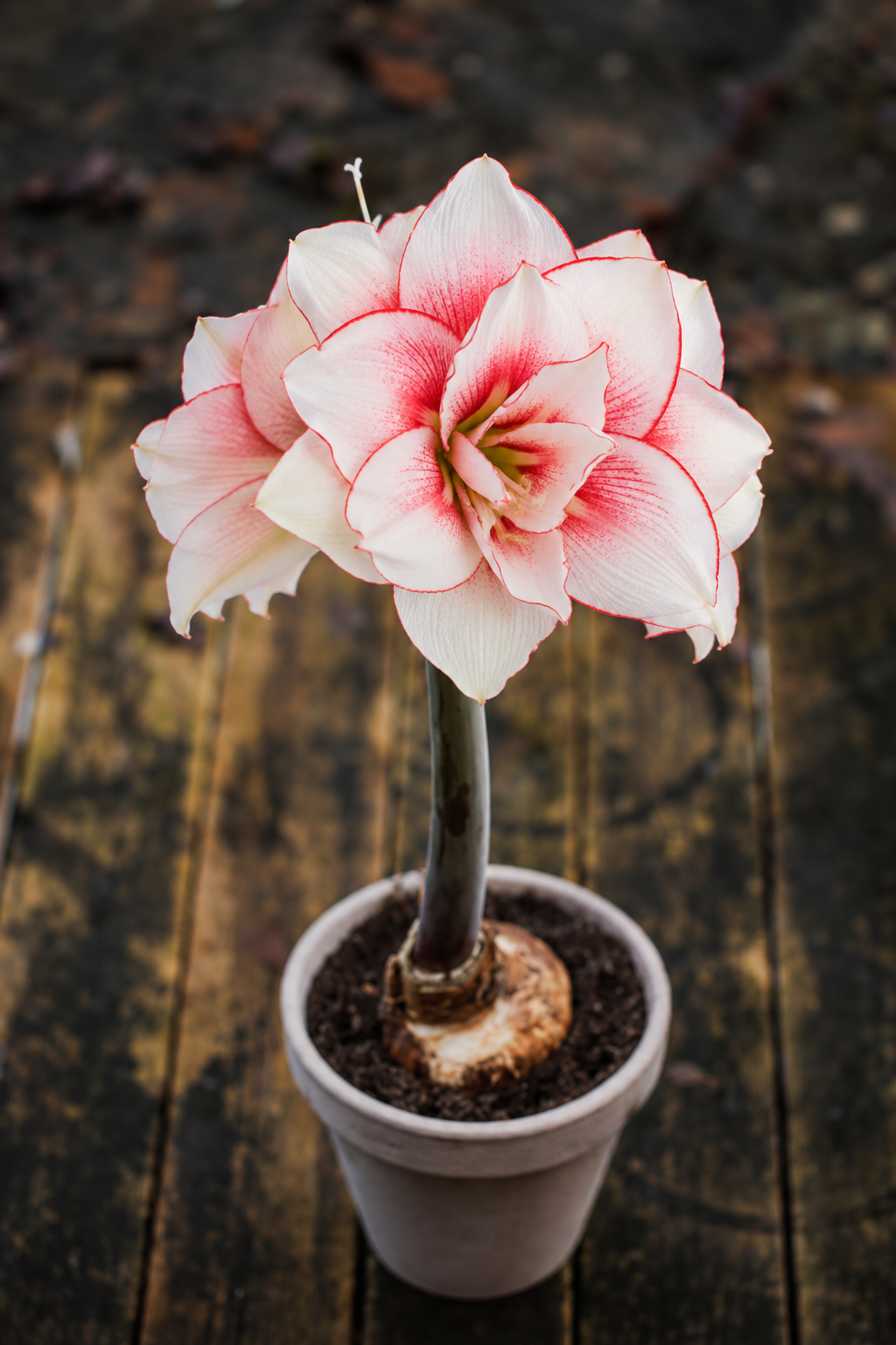 Amaryllis Elvas med mange hvite kronblader, smale røde kanter og tegninger i dyprødt og magenta.