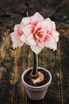 Amaryllis Elvas med mange hvite kronblader, smale røde kanter og tegninger i dyprødt og magenta.