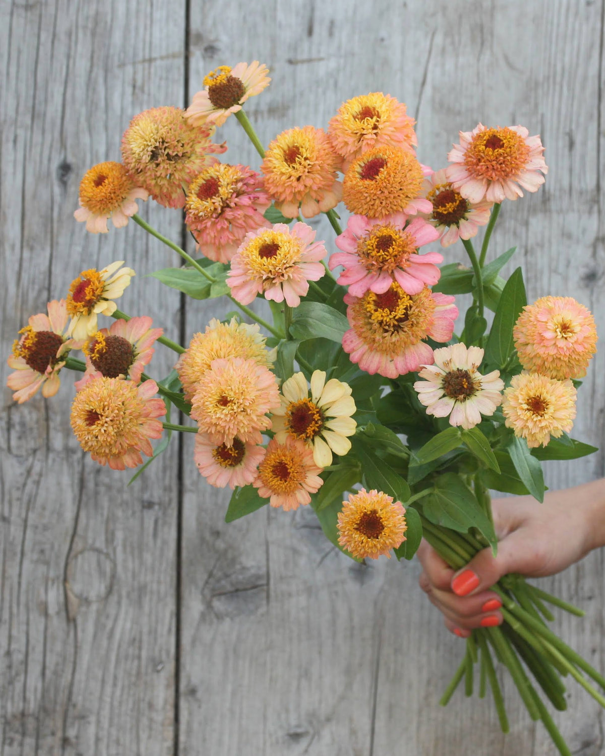 Zinnia Zinderella Peach med myke fersken- og rosatoner i full blomst