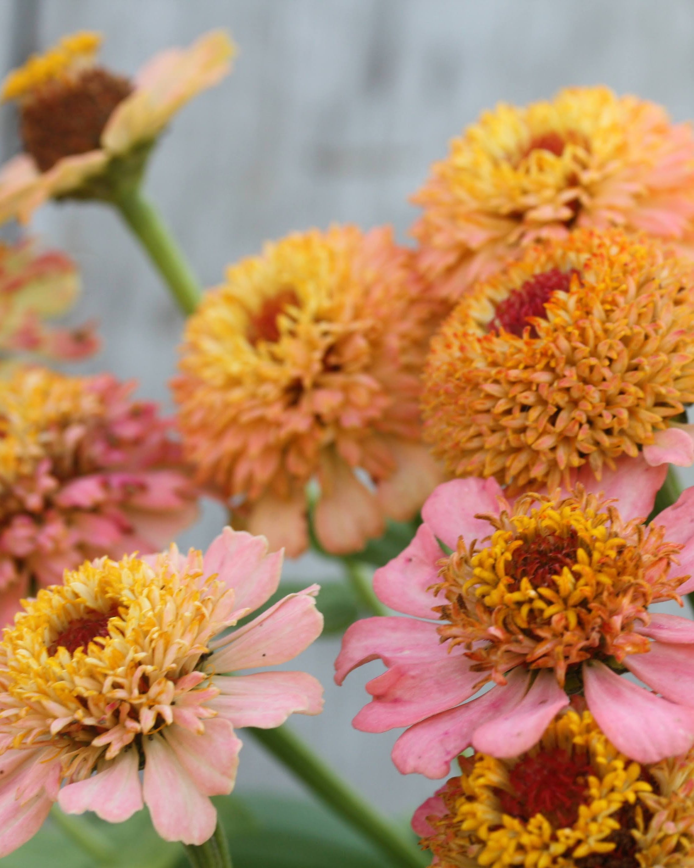 Zinnia Zinderella Peach med karakteristiske zinniagule griffler i sentrum