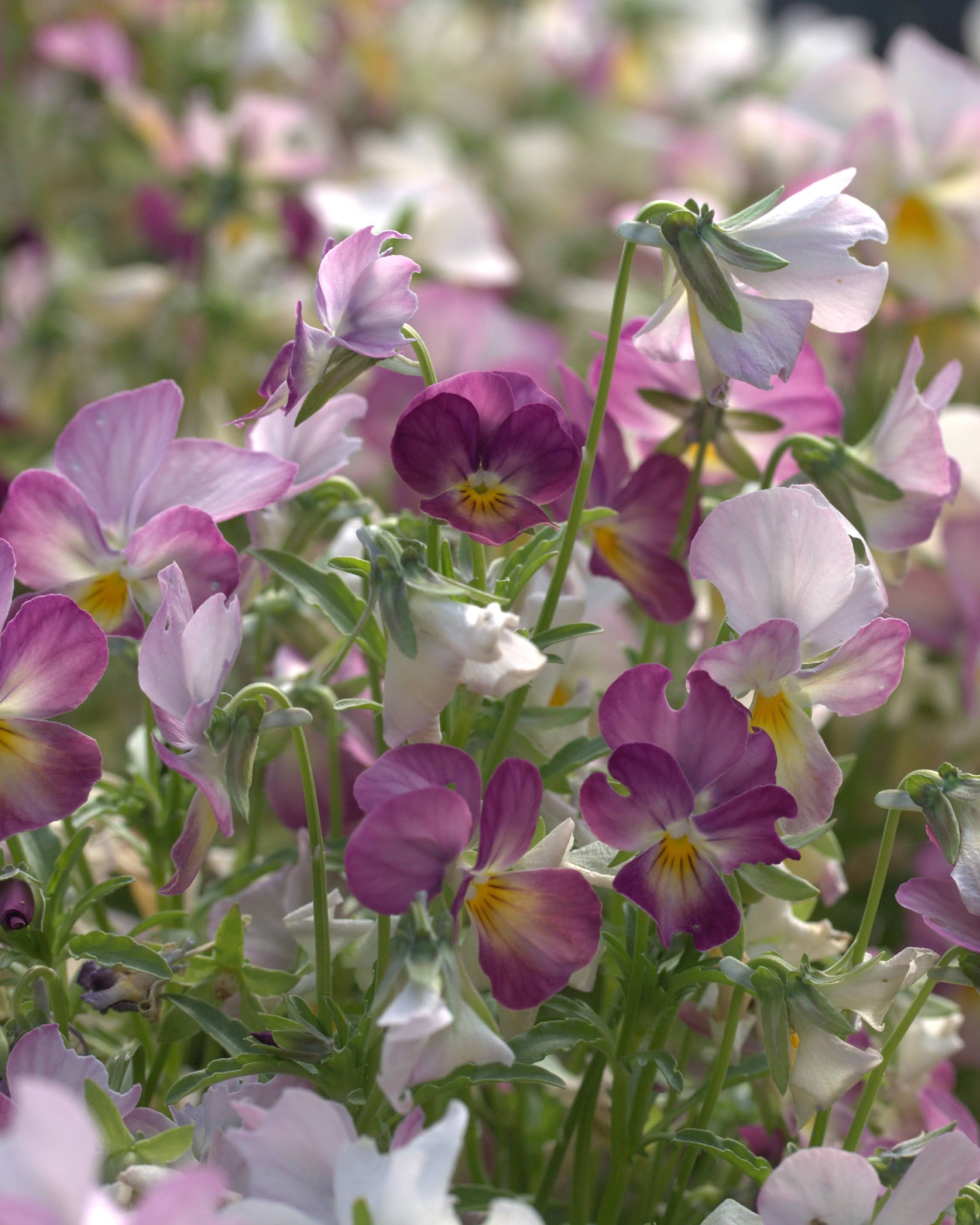 Gem Antique Pink fiol nærbilde - delikate rosa blomster med klassiske ansiktstrekk