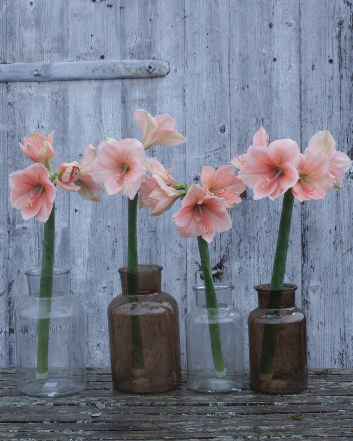Amaryllis Rilona med myke ferskenrosa nyanser og store blomster med et elegant uttrykk.