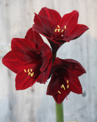 Amaryllis Mandela med store, trompetformede blomster i en dyp, fløyelsrød bordeauxfarge.