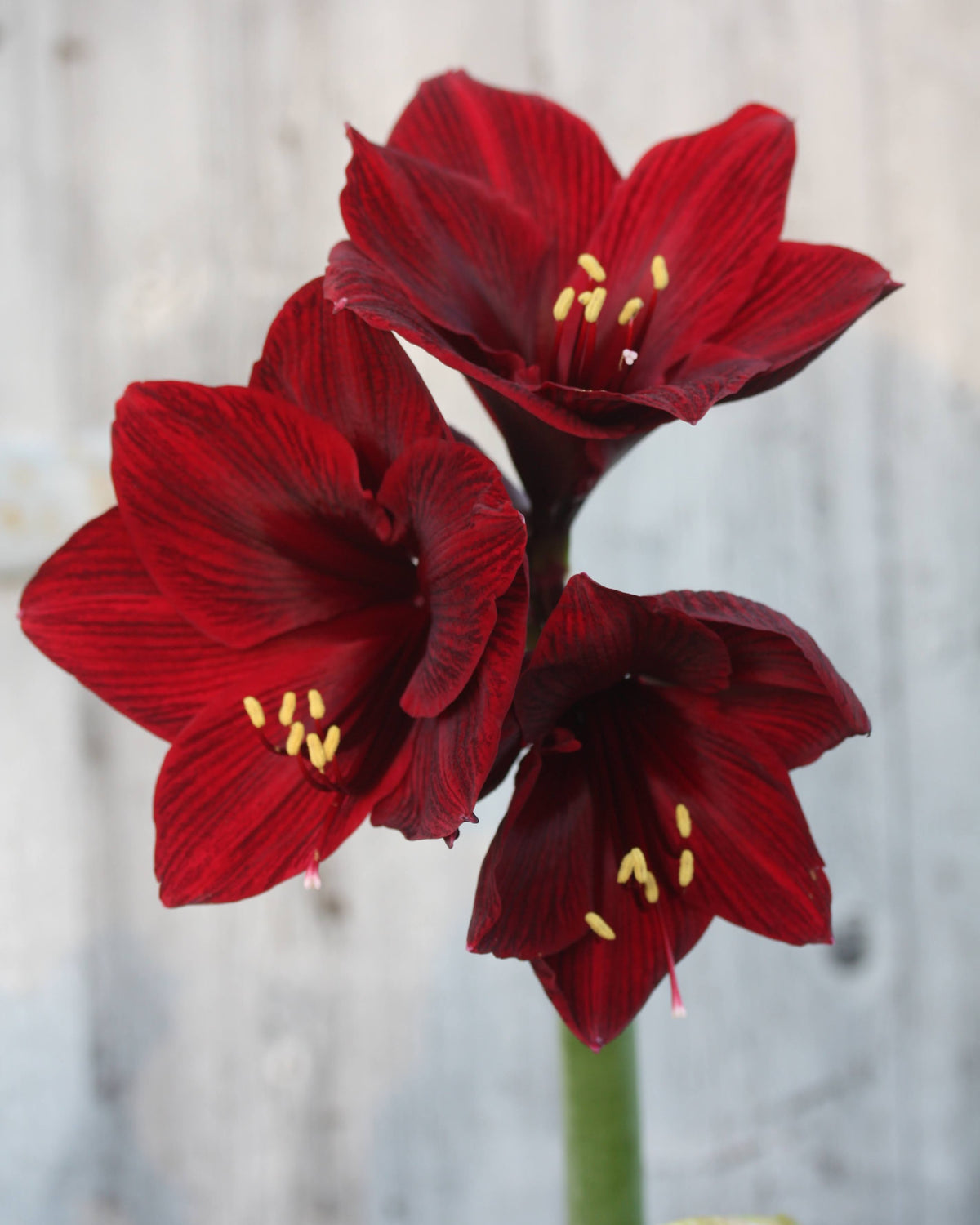 Amaryllis Mandela med store, trompetformede blomster i en dyp, fløyelsrød bordeauxfarge.