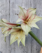 Amaryllis Green Magic med traktformede blomster i elfenbenshvitt og lysegrønt, med fine rødrosa striper.
