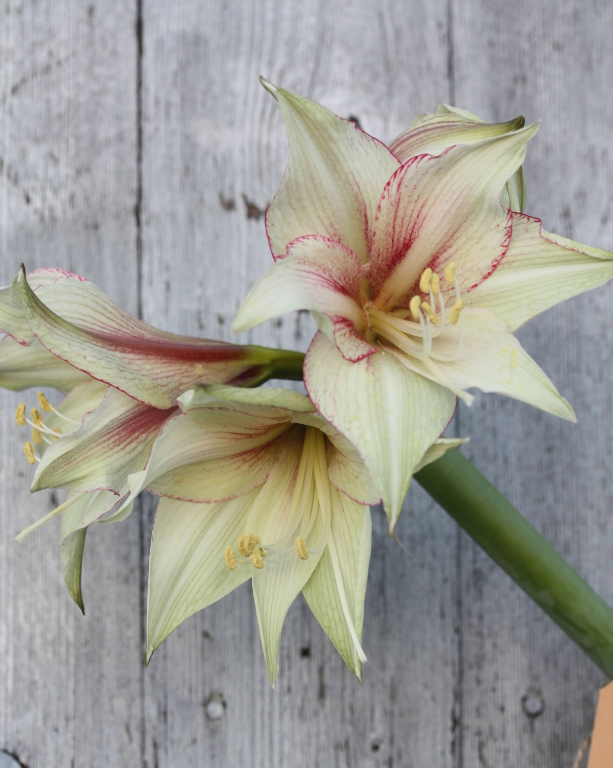 Amaryllis Green Magic med traktformede blomster i elfenbenshvitt og lysegrønt, med fine rødrosa striper.