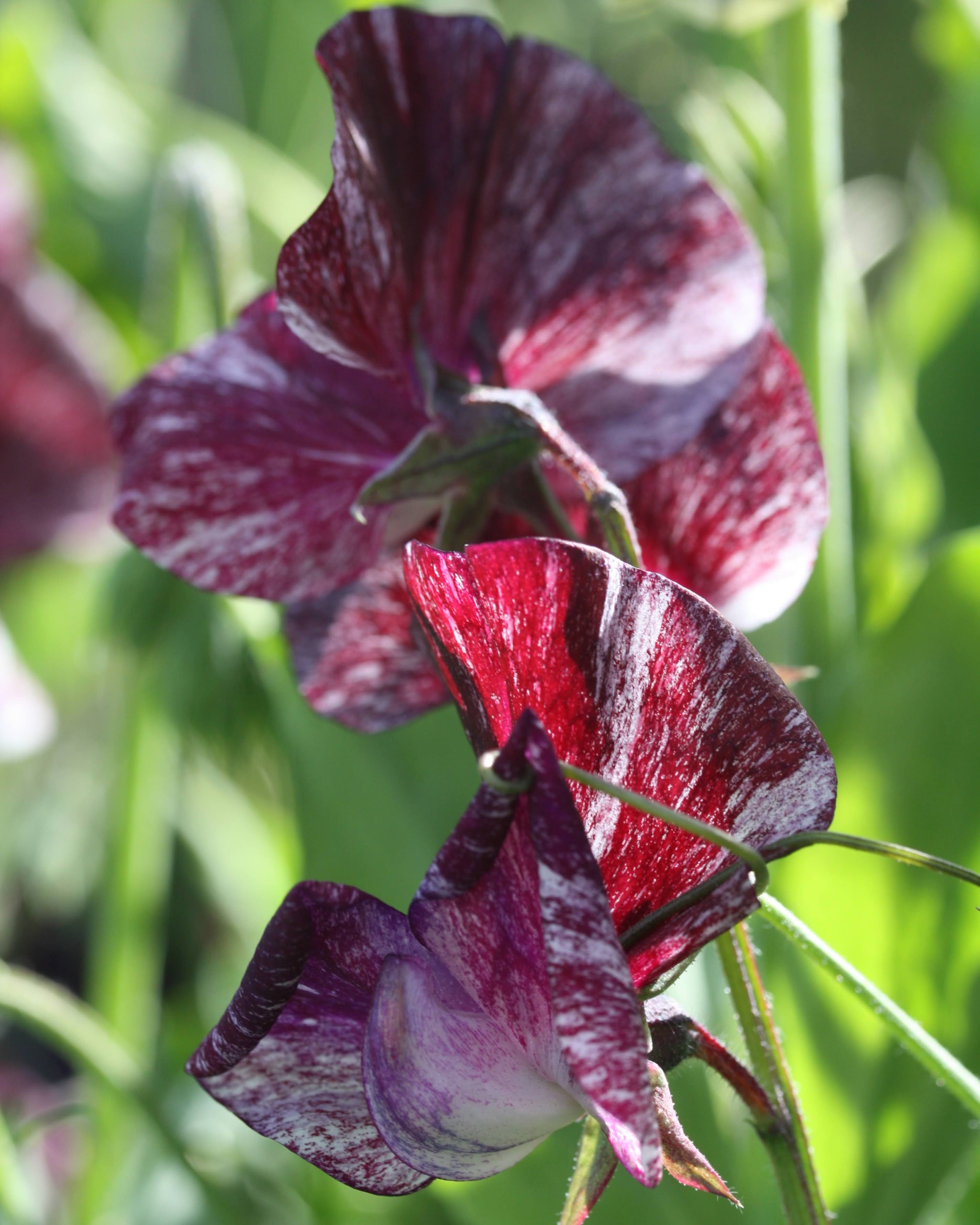 Nærbilde av Erteblomst Wiltshire Ripple blomster i hvitt med mørke sjokoladebrune markeringer