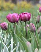 Tulipan Blue Diamond – halvåpen fylt tulipan med tette purpurfargede kronblad