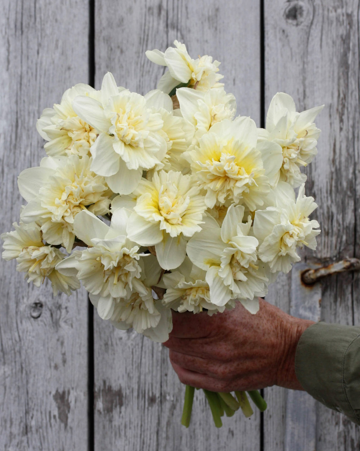 Narciss Ice King – tett fylt blomst i krem og elfenben med sitrongult innerst, lik en lys nellik