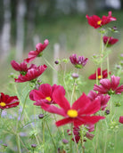 Cosmos Rubenza snittblomst med varme røde toner