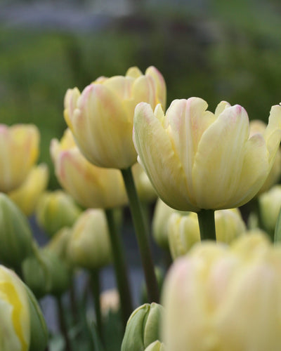 Tulipan Creme Upstar 10 stk