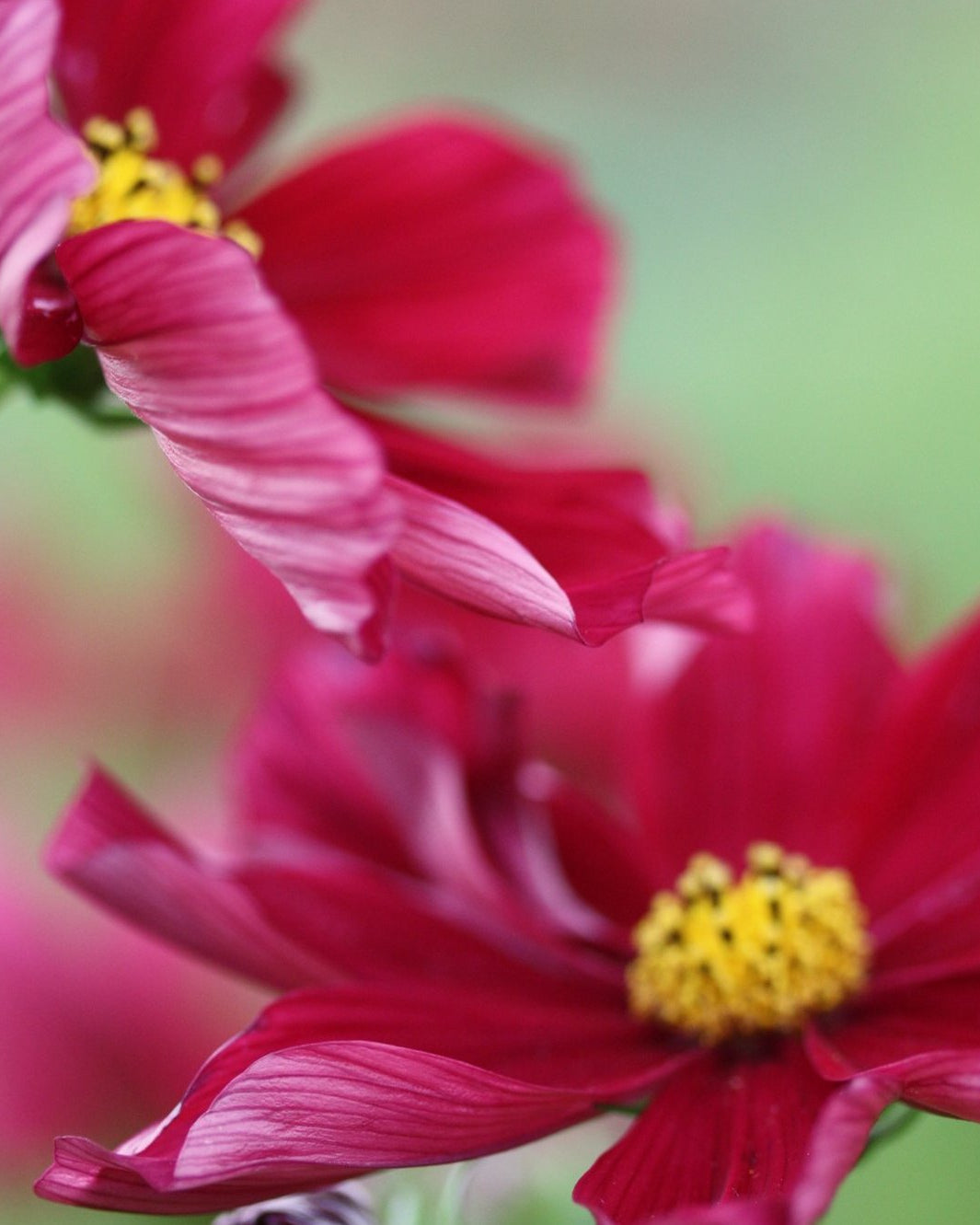 Cosmos Rubenza i full blomst - ettårig hageblomst